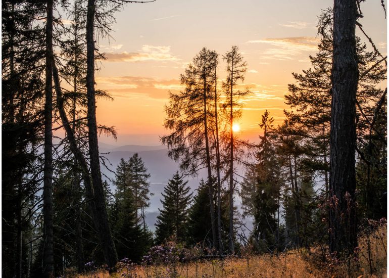 Bergwald an der Tonnerhütte